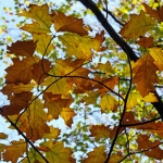 HERFSTBLADEREN HERFSTBLADEREN