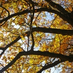 TAKKEN MET HERFSTBLADEREN TAKKEN MET HERFSTBLADEREN