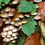 BOOMSTAM MET PADDENSTOELEN BOOMSTAM MET PADDENSTOELEN