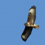 BUIZERD BUIZERD