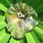 LUPINEBLAD MET DAUWDRUPPEL LUPINEBLAD MET DAUWDRUPPEL
