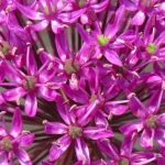 SIERUI SIERUI