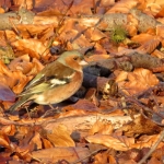 VINK VINK