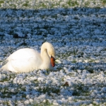 ZWAAN ZWAAN