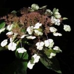 HORTENSIA HORTENSIA