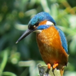 IJSVOGEL IJSVOGEL