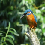 IJSVOGEL IJSVOGEL
