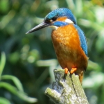 IJSVOGEL IJSVOGEL