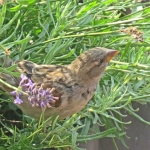 MUS IN DE LAVENDEL MUS IN DE LAVENDEL