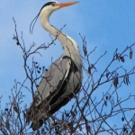 REIGER REIGER