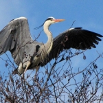 REIGER REIGER