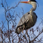 REIGER REIGER