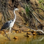 REIGER REIGER