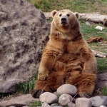 GRIZZLYBEER GRIZZLYBEER