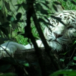WITTE TIJGER WITTE TIJGER