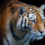 SIBERISCHE TIJGER SIBERISCHE TIJGER