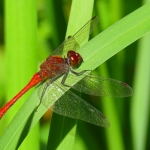 RODE HEIDELIBEL RODE HEIDELIBEL