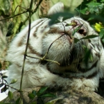 WITTE TIJGER WITTE TIJGER