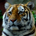 SIBERISCHE TIJGER SIBERISCHE TIJGER