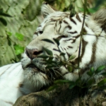 WITTE TIJGER WITTE TIJGER