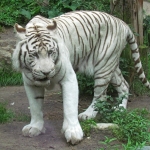 WITTE TIJGER WITTE TIJGER