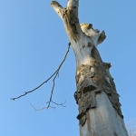 DODE BOOM DODE BOOM