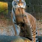 TIJGER TIJGER