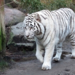 WITTETIJGER WITTETIJGER