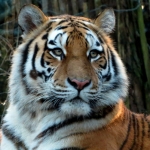 TIJGER PORTRET TIJGER PORTRET