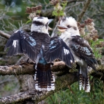 LACHVOGELS LACHVOGELS