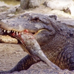 ALLIGATOR ALLIGATOR