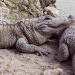 ALLIGATOR ALLIGATOR