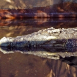 ALLIGATOR ALLIGATOR