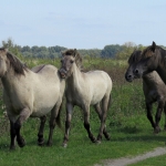 KONIKPAARDEN KONIKPAARDEN