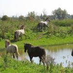 KONIKPAARDEN KONIKPAARDEN