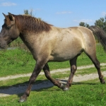 KONIKPAARD KONIKPAARD