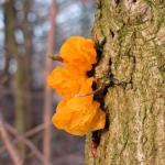 GELE TRILZWAM GELE TRILZWAM