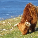 SCHOTSE HOOGLANDER SCHOTSE HOOGLANDER