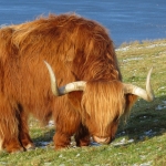 SCHOTSE HOOGLANDER SCHOTSE HOOGLANDER