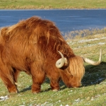 SCHOTSE HOOGLANDER SCHOTSE HOOGLANDER