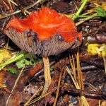 ORANJERODE STROPHARIA ORANJERODE STROPHARIA