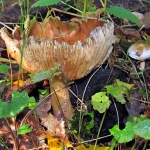 PADDENSTOEL PADDENSTOEL