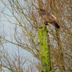 BUIZERD BUIZERD