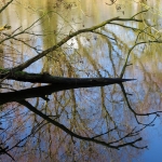 TAKKEN MET REFLECTIES TAKKEN MET REFLECTIES