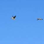 GANZEN IN VLUCHT GANZEN IN VLUCHT