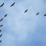 GANZEN IN VLUCHT GANZEN IN VLUCHT