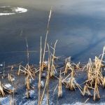 RIET IN HET IJS RIET IN HET IJS