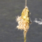 RIETSTENGEL RIETSTENGEL