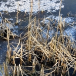 RIET IN HET IJS RIET IN HET IJS