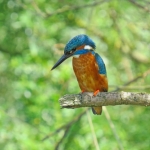 IJSVOGEL IJSVOGEL